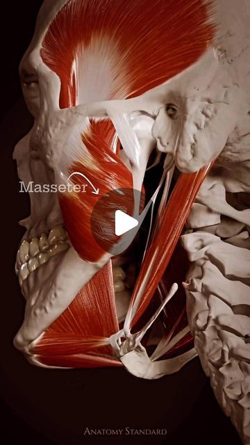 NTsportstherapy on Instagram: "The masseter muscle can generate a powerful bite force, with some studies estimating it can exert pressures exceeding 200 pounds, highlighting its remarkable strength in facilitating chewing and jaw function.  This powerful muscle is involved in the process of mastication (chewing). It originates from the zygomatic arch of the skull and inserts into the mandible. Its contraction leads to the elevation of the mandible, causing closure of the jaw. This muscle's primary function is to facilitate the mechanical breakdown of food particles during chewing, contributing to the initial stages of digestion.  #MasseterMuscle #Mastication #JawFunction #Anatomy #Physiology #Digestion #SportsTherapy #Rehabilitation #InjuryRecovery #AthleteCare #PhysicalTherapy #ExerciseSc Mylohyoid Muscle, Suprahyoid Muscles, Posture Muscles, Hyoid Bone, Joints Anatomy, Sports Therapy, Amazing Body, Muscle Anatomy, Injury Recovery