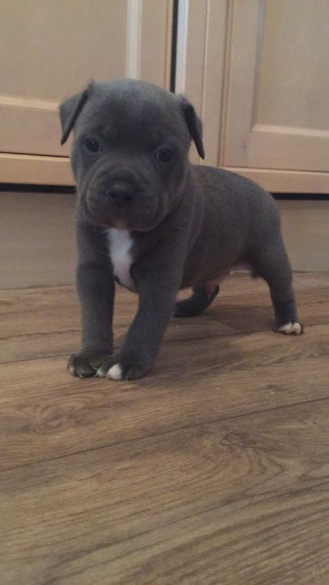 Staffie Puppies, Staffy Puppies, Blue Staffy Puppy, Pitbull Dog Puppy, Pitbull Dog Breed, Blue Staffy, Staffy Dog, Bully Breeds Dogs, Cute Small Dogs