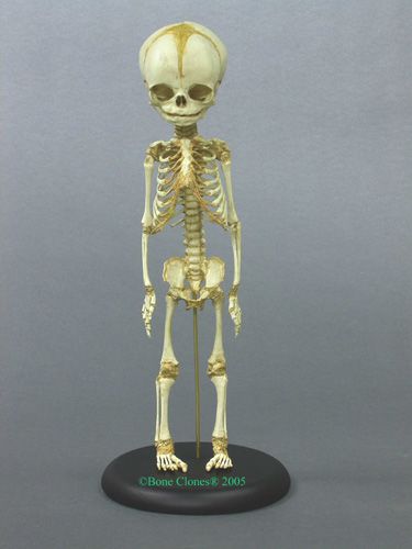 Analysis of the Atacama humanoid alien - Openminds.tv Fetal Skeleton, Anatomical Decor, Tiny Skeleton, Humanoid Alien, Skeleton Figure, Skull Anatomy, Anatomy Bones, Nature Science, Animal Skeletons