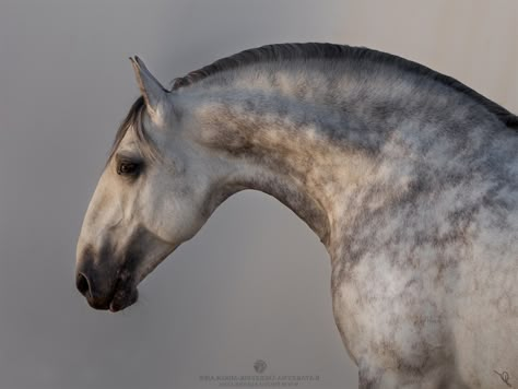 Horse Standing, Lusitano Horse, Horse Anatomy, Horse Inspiration, Andalusian Horse, Most Beautiful Horses, Horse Portrait, Majestic Horse, All The Pretty Horses