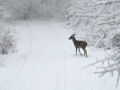 Deer in the Snow Deer In Mountains, Deers In Snow, Deer In Snow, Winter Deer, Winter Schnee, Snow Princess, Winter Fairy, Let You Go, Snow Angels