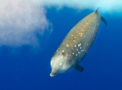 Cuvier's Beaked Whale (Ziphius cavirostris). Range includes the coast of Connecticut. Beaked Whale, Sea Mammal, Deep Diving, White Whale, Underwater Life, Marine Mammals, Science News, Ocean Creatures, Whale Watching