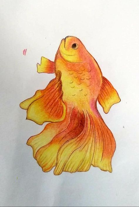 Fish Color Pencil Drawing, Fish Drawing Colour, Pufferfish Drawing, Gold Fish Drawing, Color Pencil Art For Beginners, Fish Pencil Drawing, Pencil Art For Beginners, Fish Sketch, Cool Easy Drawings