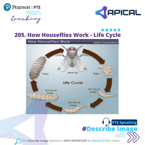 🔹In the PTE exam you need to speak fluently in Describe Image task. For this task, you need to think very thoroughly to get score in content. ➡Practice Describe Image in on Apical LMS for the most effective PTE preparation #pte #pteonlinecoaching #ptepreparation #pteonline Pte Describe Image, Pte Preparation, Pte Exam, Life Cycles, To Speak, Coaching