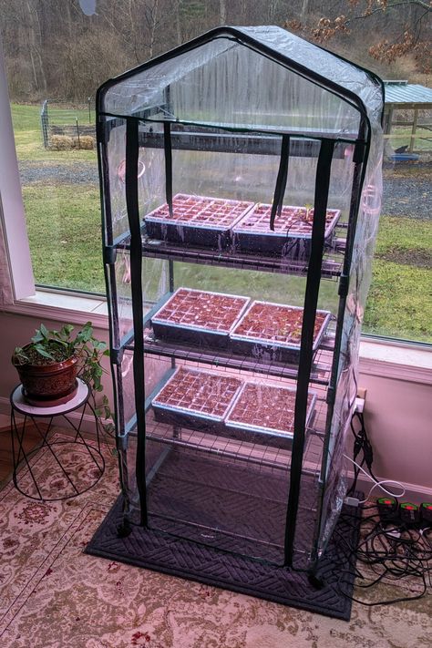 My Indoor Seed Starting Set Up + a Brilliant Hack Indoor Seed Starting Setup Diy, Diy Humidity Dome, Seedlings Indoors Starting, Mini Greenhouse Indoor, Indoor Seed Starting, Backyard Raised Garden, Greenhouse Vegetables, Seedlings Indoors, Indoor Vegetables