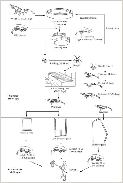 Prawn Farming, Tiger Prawn, How To Farm, Aqua Farm, Barrels Diy, Giant Tiger, Shrimp Farming, Aquaponics Greenhouse, Backyard Aquaponics