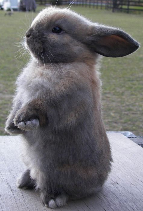 Cute bunny standing at attention. #rabbit Baby Bunnies, Cute Animal Pictures, Cute Kittens, Hamsters, Cute Creatures, Sweet Animals, Cute Little Animals, 귀여운 동물