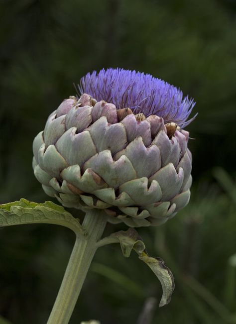 So, Artichokes Are Actually Flowers. Here's Proof. Alan Lee Art, Mental Alchemy, Artichoke Plants, Artichoke Flower, Thistle Tattoo, Flower Close Up, Flower Art Images, Botanical Beauty, Botanical Drawings