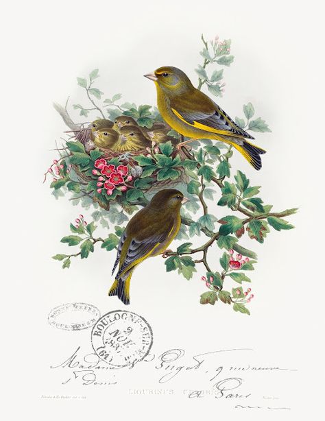 Botany Illustration, Greenfinch, John Gould, History Wall, Bird Clipart, Botanical Art Prints, Antique Illustration, Illustration Vintage, National Gallery Of Art