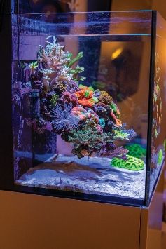 Floating Reef Aquascape, Nano Reef Tank Aquascaping, Reef Scape, Nano Aquascape, Reef Aquascape, Aquascape Inspiration, Reef Tank Design, Reef Aquascaping, Saltwater Aquarium Setup