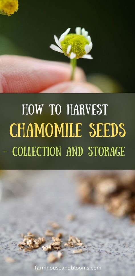 two pictures, one of chamomile seeds, and one of an immature chamomile flower Harvesting Chamomile, Garden Preservation, Harvesting Seeds, Herb Remedies, Diy Greenhouses, Herbs Medicinal, Chamomile Growing, Chamomile Seeds, Chamomile Plant