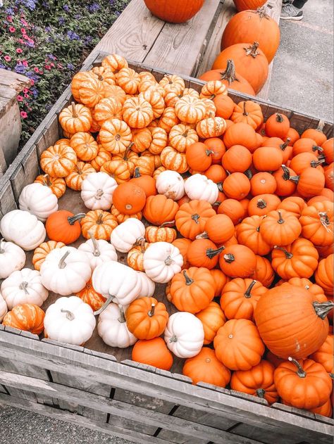 fall aesthetic, pumpkin, pumpkin picking pumpkin patch, apple picking, orange, fall, mini pumpkins Mini Pumpkin Patch, Fall Aesthetic Pumpkin, Aesthetic Pumpkin, Pumpkin Picking, Pumpkin Pumpkin, Fall Mini, Mini Pumpkins, Apple Picking, Fall Aesthetic