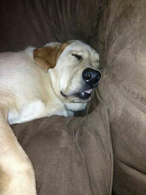 Old Labrador, Yellow Labs Dogs Funny, Brown Labrador Aesthetic, Labrador Retriever Funny, Sleeping Labrador, Yellow Labrador Retriever, Black Lab Memes Funny, Black Labrador Retriever, Lab Dogs