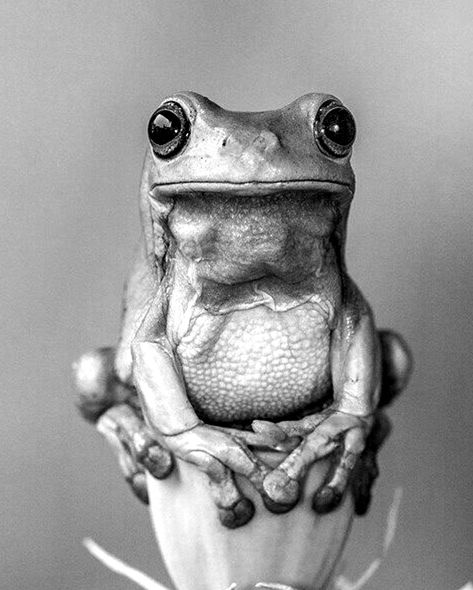 Wild Animals Photography, Pencil Drawings Of Animals, Realistic Pencil Drawings, Animal Illustration Art, Wild Animals Pictures, Trending Pins, Charcoal Art, A Frog, Pencil Art Drawings