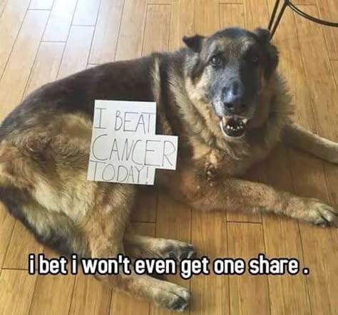 Yes!!! Yay heres to a very long and happy spoiled to pieces life!!!! Chien Golden Retriever, Cute Animals Puppies, Very Cute Dogs, Awesome Animals, Love My Dog, Cute Animal Photos, Animal Photos, Little Animals, German Shepherds