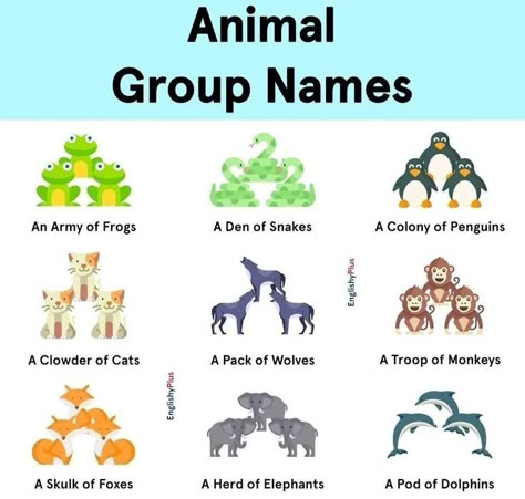 Improve English Writing, Animals Name In English, Basic English Grammar Book, Animals Name, Basic English Grammar, English Word Book, English Grammar Book, Learning Grammar, English Phrases Idioms