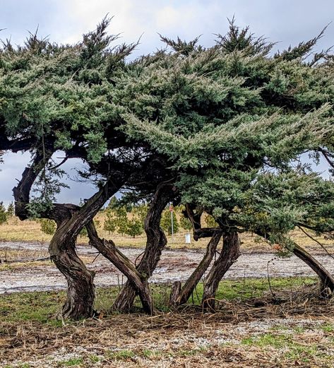 Juniper Tree Aesthetic, Juniper Aesthetic, Juniper Shrub, Juniper Bush, Juniper Tree, Summer Book, Farm Ideas, Summer Books, Inner World