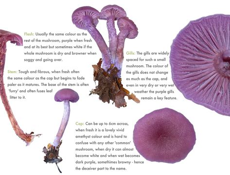 Amethyst Deceiver, Mushroom Guide, Botanical Sketchbook, Wild Mushroom, Amethyst Color, Wild Mushrooms, Mystical Creatures, The Wild, Habitat