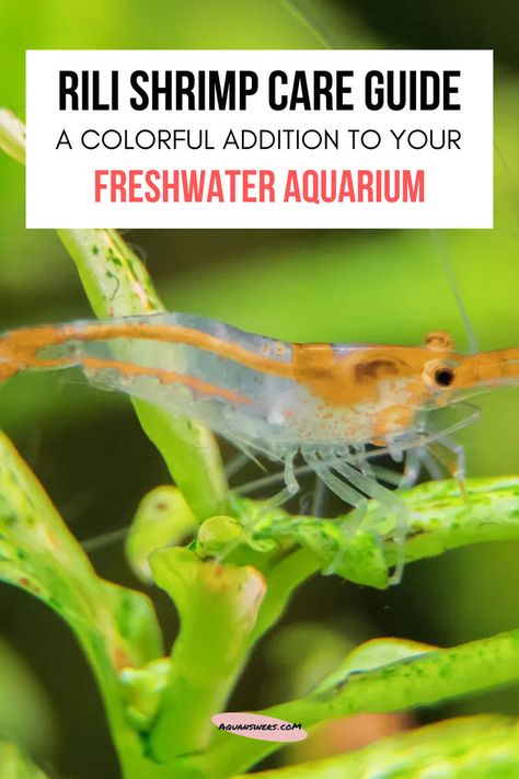 A close-up of a translucent shrimp perched on a vibrant green aquatic plant. The shrimp has an orange stripe running along its back and delicate, translucent legs and antennae. Neocaridina Shrimp, Shrimp Breeding, Freshwater Shrimp, Colorful Creatures, Fish Keeping, Freshwater Aquarium, Fish Tank, Health Tips, Fresh Water