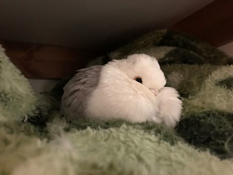 Fluffy Bird, Brown Pigeon, Classic Old Frill Pigeon, Fluffy Pigeon, Pigeon Stuffed Animal, Ringneck Dove, German Owl Pigeon, Pigeon Pet, Pretty Pigeon