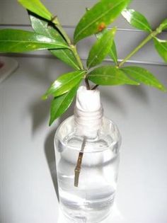 Gardenia Care, Gardenia Trees, Gardenia Shrub, Growing Gardenias, Rooting Plants, Gardenia Bush, Gardenia Plant, Pot Plants, Water Level