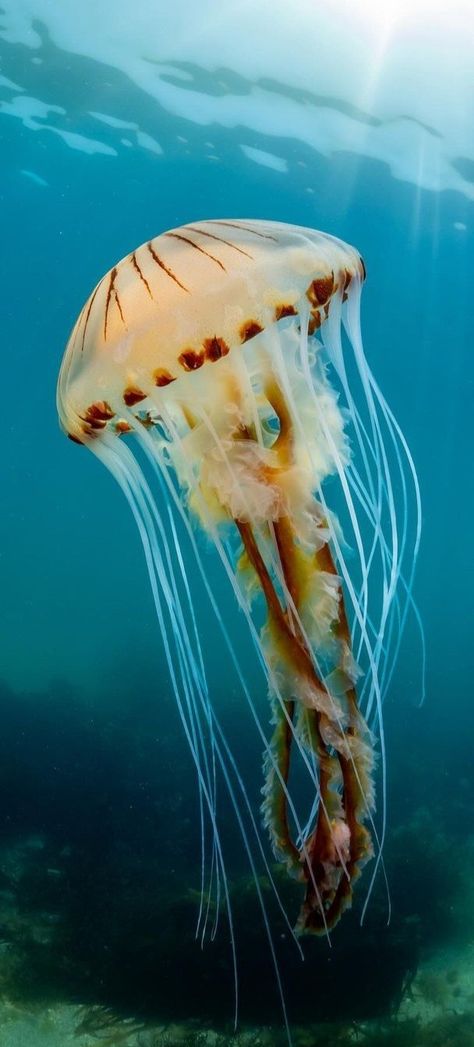 Compass Jellyfish, Sea Animals, Jellyfish, Compass, Lost, Animals