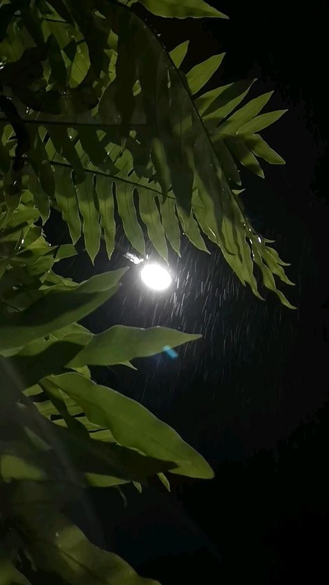 Birds Flying Slow Motion Video, Evening Rain Video, Rain Night Photography, Evening Rain Snap, Rain Night Snap, Rainy Night Snap, Raining Night Video, Evening Aesthetic Video, Anna Thambi