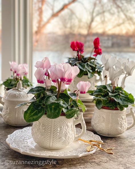 Suzanne Zingg | Product Stylist | Things here are beyond dire, ⁣ ⁣ I’ve run out of fresh flowers and it’s too frigid to venture out for more. I’ve resorted to cyclamen and… | Instagram Container Gardening Flowers, Indoor Trees, Beautiful Flower Arrangements, French Country Decorating, Flower Centerpieces, Beautiful Table, Creative Decor, Country Decor, Fresh Flowers