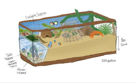 Hermit Crab Habitat Ideas 20 Gallon, Hermit Crab Tank Setup, 10 Gallon Hermit Crab Tank Ideas, Crab Enclosure, Hermit Crab Tank Ideas, Crab Tank Ideas, Hermit Crab Cage, Pet Hermit Crab, Frog Enclosure