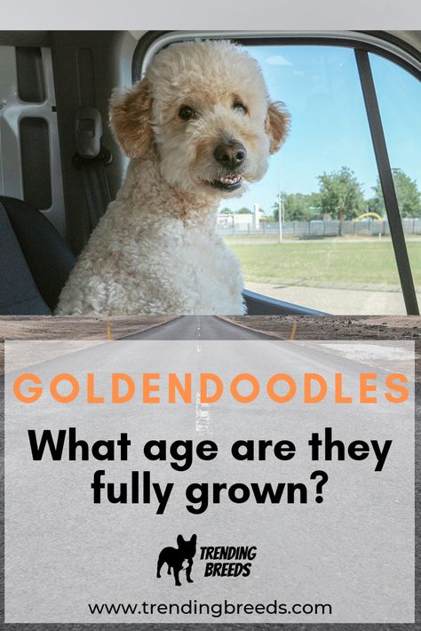 Standard Golden Doodle Full Grown, Short Goldendoodle Haircut, Shaved Goldendoodle, Goldendoodle Full Grown, Poodle Breeds, Doodle Cuts, Mini Goldendoodles, Goldendoodle Haircuts, Happy Doodle