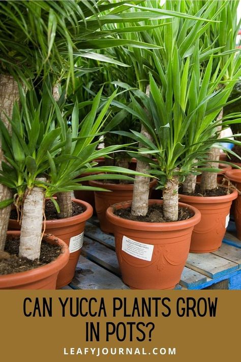 Yucca In Pots, Yucca Plant Outdoor, Yucca Plant Indoor, Yukka Plant, Yucca Plant Care, Yucca Tree, Yucca Plant, Plant Care Houseplant, Indoor Plant Care