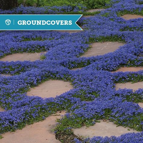 Turkish Speedwell, Veronica Liwanensis, Speedwell Veronica, Groundcover Plants, High Country Gardens, Lawn Alternatives, Country Gardens, Rock Garden Landscaping, Ground Cover Plants