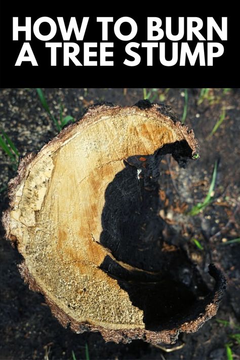 Decorate A Tree Stump, Tree Stump Flower Bed, Tree Stump Art, Stump Ideas, Tree Stump Ideas Outdoor, How To Burn A Stump Out, Tree Stump Removal Diy, How To Remove A Tree Stump, How To Remove Tree Stumps Fast