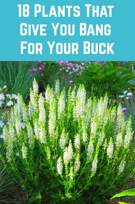 Bushy Plants For Garden, Front Yard Landscaping Plant Ideas, Low Matinance Landscape Front Yard, Garden Path Landscaping, Southern Style Landscaping, Front Yard Landscaping Design Minimalist, Short Landscape Plants, Southern Living Gardens Front Yards, Lawn And Garden Landscapes