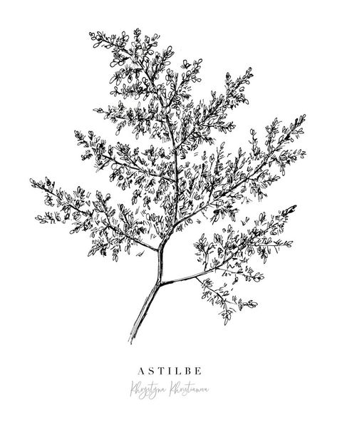 Astilbe Flower, Floral Drawings, Botanical Flowers Print, Artist Ideas, Darkest Black Color, Floral Drawing, Print Black And White, Rock Painting Ideas, Ink Illustrations