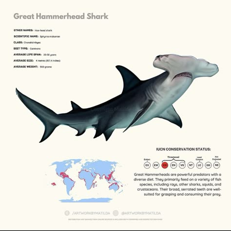 Chondrichthyes Poster, Shark Infographic, Sea Widget, Sharks Facts, Shark Biology, Great Hammerhead Shark, Shark Anatomy, Oceanography Marine Biology, Fish Chart