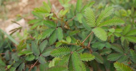 Mimosa_pudica derives from the Latin "pudica" meaning shy, bashful, or shrinking, with various other equally descriptive common names such ... Makahiya Plant, Shy Plant, Health Benefits Of Papaya, Benefits Of Papaya, Indian Herbs, Healthy Food Chart, Lantana Camara, Herbs Plants, Plant Benefits