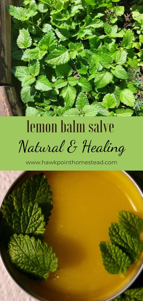 This lemon balm salve recipe is easy to make and has many healing benefits.  A salve is a healing ointment, and usually a combination of oil and beeswax. The oil and beeswax are nourishing for the skin, you can use a variety of oils, including coconut oil, sunflower oil, and more. The wonderful part is that you can infuse oil with different herbs to make salve with different properties.   This salve made with lemon balm can be used to soothe bug bites and irritated skin. Lemon Balm Oil Recipes, Essential Oil Salve Recipes, Salve Recipes Diy, Beeswax Salve Recipe, Lemon Balm Salve Recipe, Bug Bite Salve, Lemon Balm Salve, Lemon Balm Uses, Lemon Balm Oil