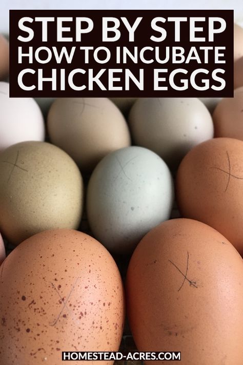 Incubating Chicken Eggs, Eggs And Chicken, Hatching Chickens, Chicken Flock, Hatch Baby, Raising Chicks, Hatching Chicks, Duck Eggs, Backyard Poultry