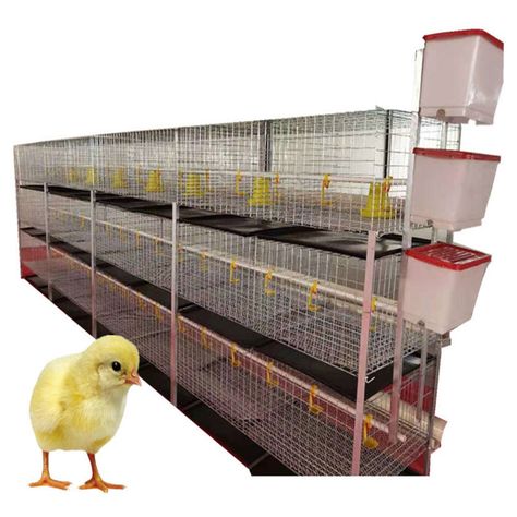 Broiler Chicken House Design, Poultry Farm Design, Egg Laying Hens, Broiler Chicken, Cages For Sale, Layer Chicken, Poultry Farming, Good Morning Happy Friday, Chicken Cages