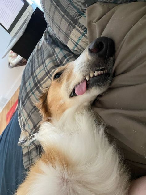 photo ♡ dog ♡ borzoi ♡ blep ♡ tongue ♡ animal ♡ tired ♡ lying down ♡ bed ♡ lazy Dog Borzoi, Laying On The Ground, On The Ground, Animal Photo, Dog Photos, Cartoon Characters, Photo Art, Bed, Dogs