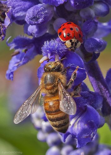 Bee Astethic, Bees Pictures, Honey Bee On Flower, Bees On Flowers, Bee Photos, Honey Bee Photos, Bee On A Flower, Cute Bees, Bee Photography