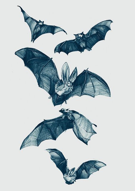 Bats - Soft Gallery by Philipp Zurmoehle, via Flickr Horror Surrealism, Bat Facts, Bats Flying, Patch Ideas, Bat Tattoo, Bat Art, Drawing Things, Potion Bottles, Desenho Tattoo