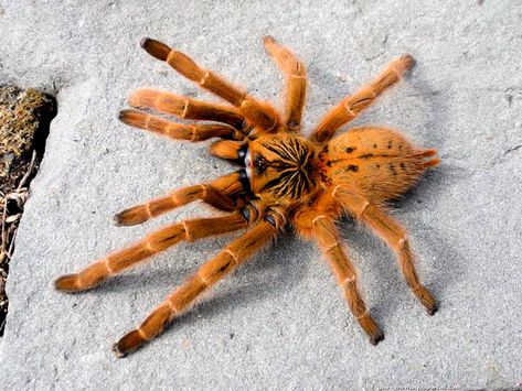 O Spider Fact, Pet Tarantula, Arachnids Spiders, Spider Species, Orange Spider, Wolf Spider, Spider Costume, Spider Tattoo, Spider Art