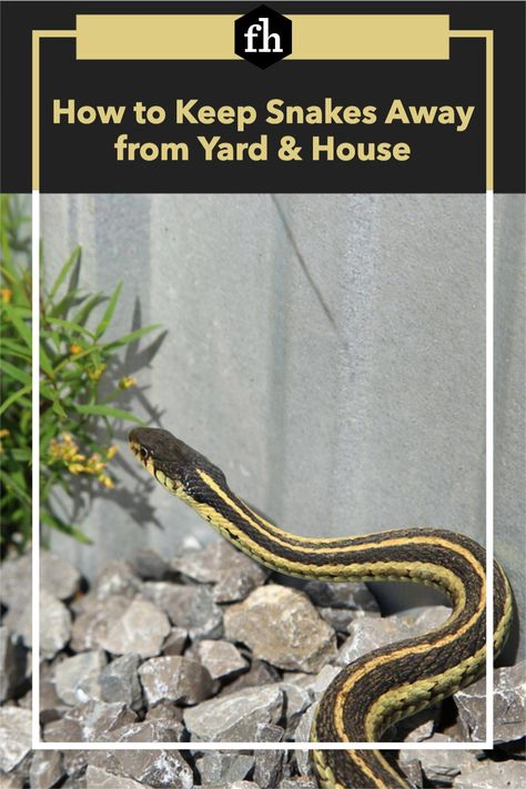 How to Keep Snakes Away from Yard & House How To Get Rid Of Snakes Around House, How To Get Rid Of Snakes In Yard, Plants That Repel Snakes, How To Keep Snakes Out Of Yard, Snake Repelling Plants, Snake Repellant Plants, Snake Repellant, Garden Snake, Garden Snakes