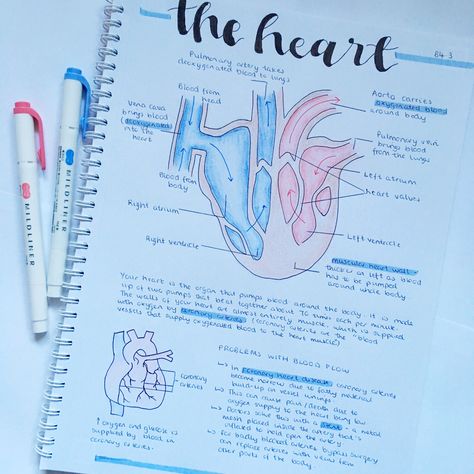 biology b4 aqa gcse combined science summary on the heart and its features. Combined Science Gcse Notes, Life Science Notes, Gcse Notes, Revision Gcse, Revision Ideas, Gcse Science Revision, Gcse Biology, Medical Things, Vet Notes