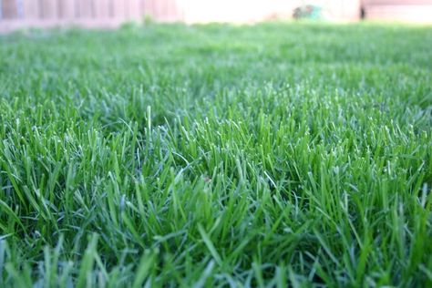 Different Types Of Grass, Tall Fescue, Sod Installation, Lawn Work, Types Of Grass, Lush Lawn, Grasses Garden, Lawn And Landscape, Backyard Inspo