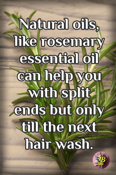 How can you prevent split ends? Read more on #YourBeautyHair #haircare #rosemaryoil Hair Oil For Split Ends, Oil For Split Ends, Rosemary Oil, Can You Help, Essential Oils Rosemary, Washing Hair, Split Ends, The Roots, Hair Oil