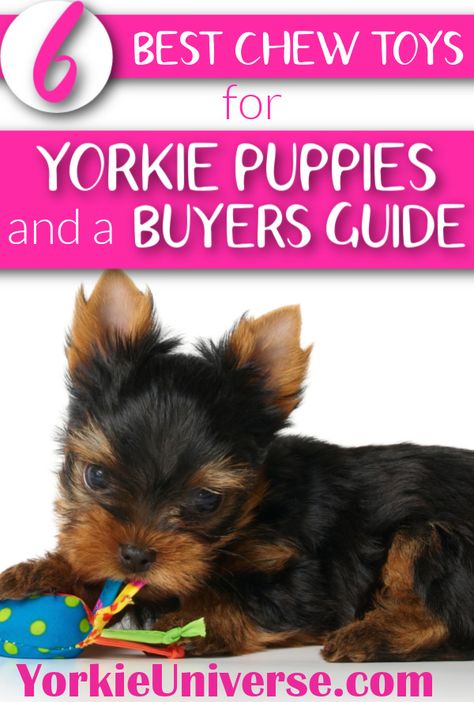 Yorkie Must Haves, Yorkie Accessories, Best Toys For Puppies, Toy Yorkie, Yorkshire Terrier Puppy, Puppy Stages, Yorkie Puppies, Tea Cup Dogs, Puppy Chewing