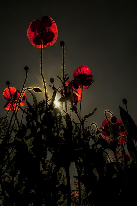 #poppies #fineartphotography #art #flower  #floral #nature #darkgarden Crimson Flowers Aesthetic, Poppy Flower Aesthetic Dark, Red Poppy Flower Aesthetic, Red Poppy Wallpaper, Red Poppies Aesthetic, Red Poppy Aesthetic, Poppy Aesthetic Flower, Hypnos Altar, Red Fairy Aesthetic